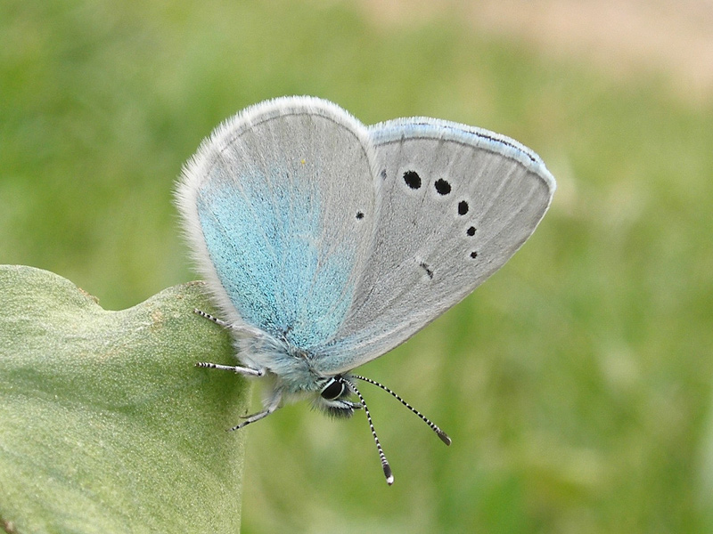 foto per libro farfalle elbane